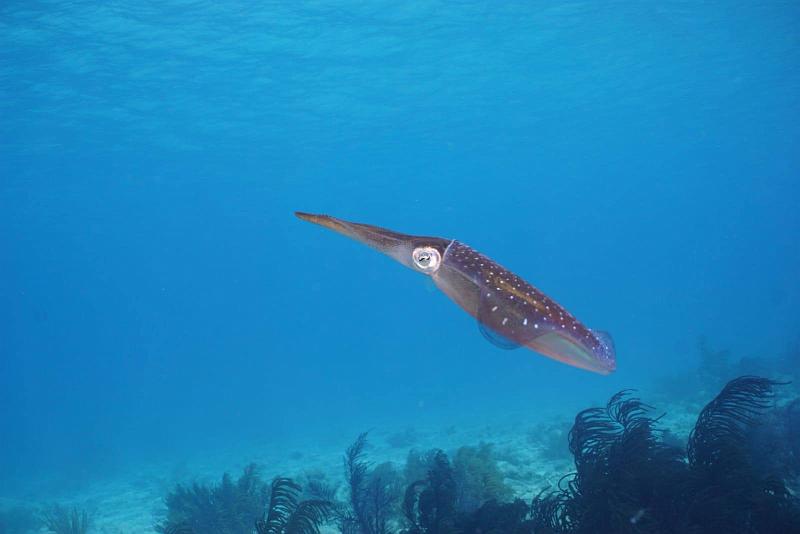 Bonaire 2018 7.jpg